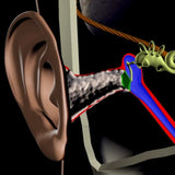 Hearing Conservation Streaming Access